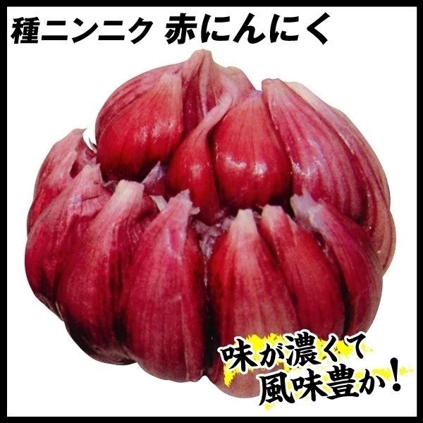 ニンニク 種球 赤にんにく 10片