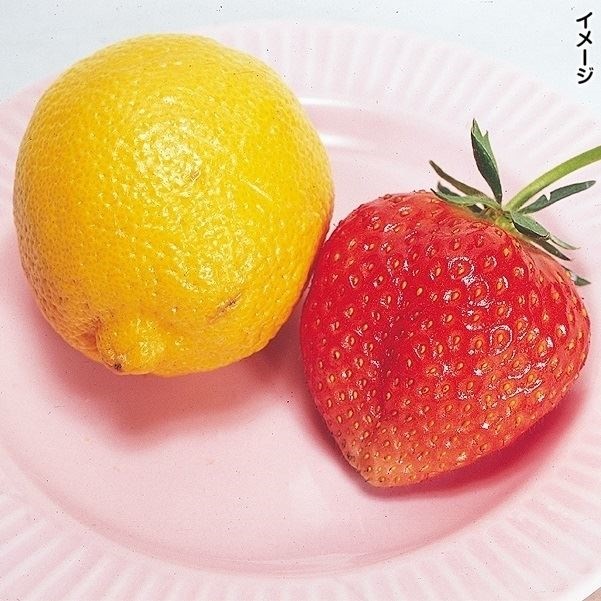 いちご苗 メタボッチ