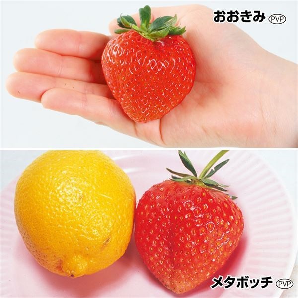 いちご苗 でっかいイチゴセット 2種6株