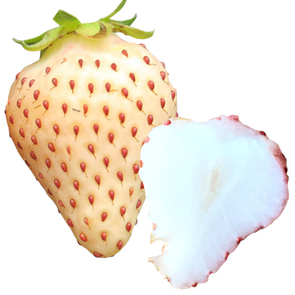 イチゴ苗 白蜜香（R） PVP （登録名：MYAG-BAA）