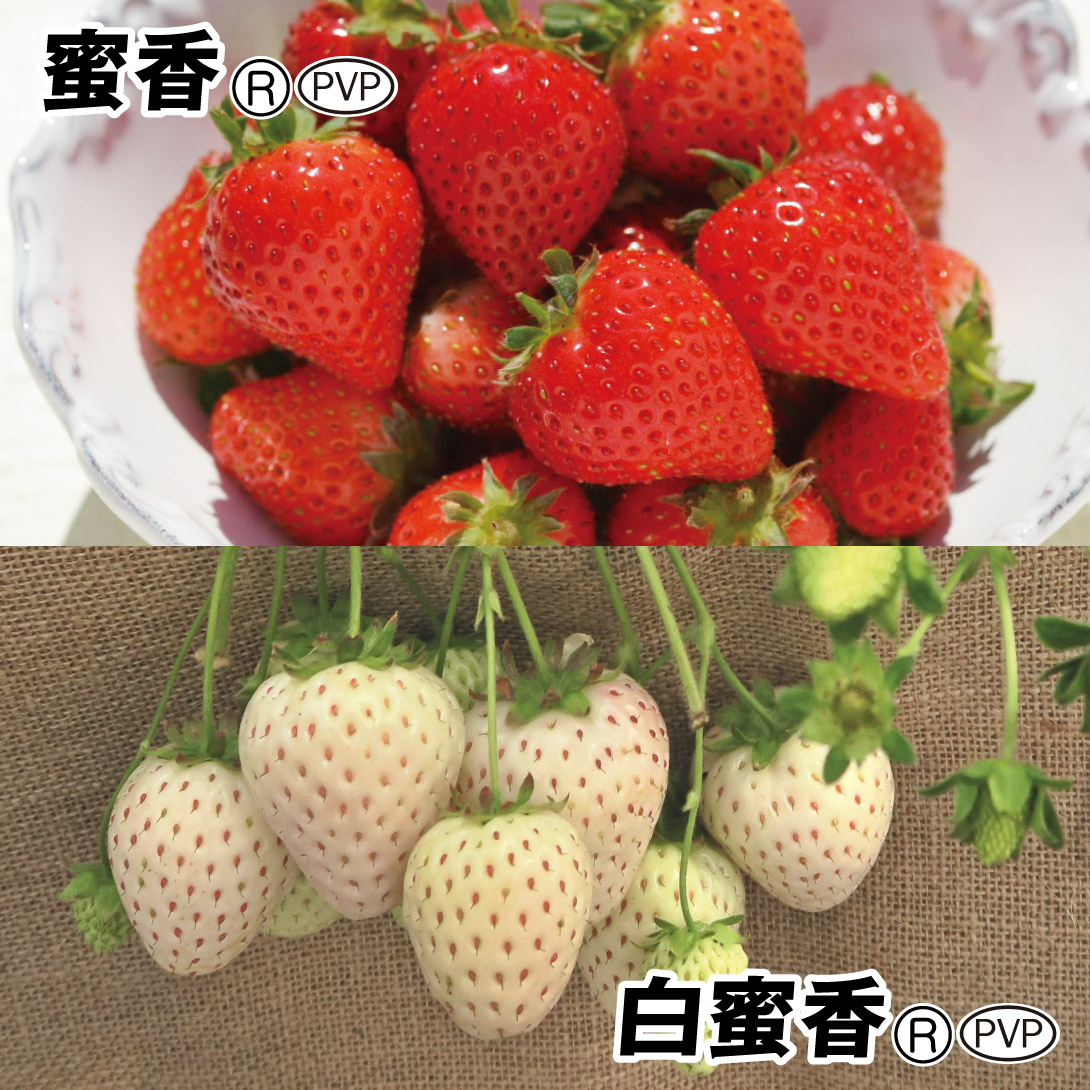 いちご苗 極甘イチゴセット 2種6株