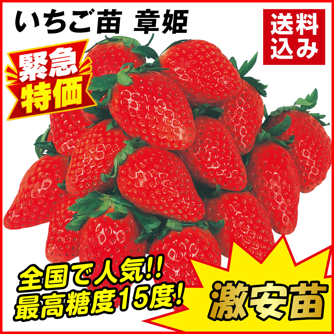 いちご苗 章姫 24株 送料込み