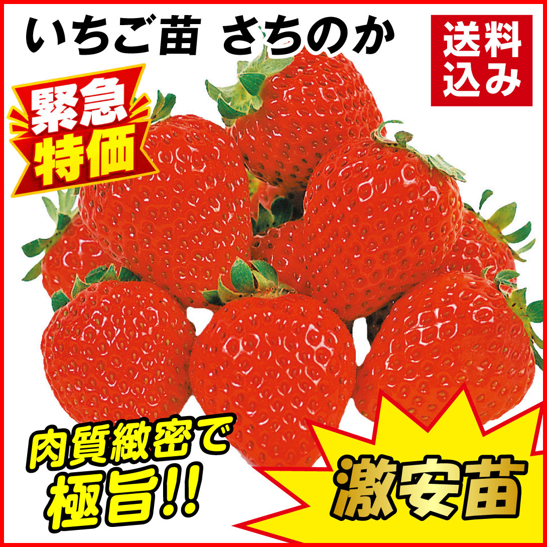 いちご苗 さちのか  24株 送料込み / 激安苗 栽培簡単