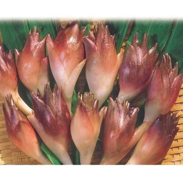 有用植物苗 ミョウガ 秋ミョウガ 4株