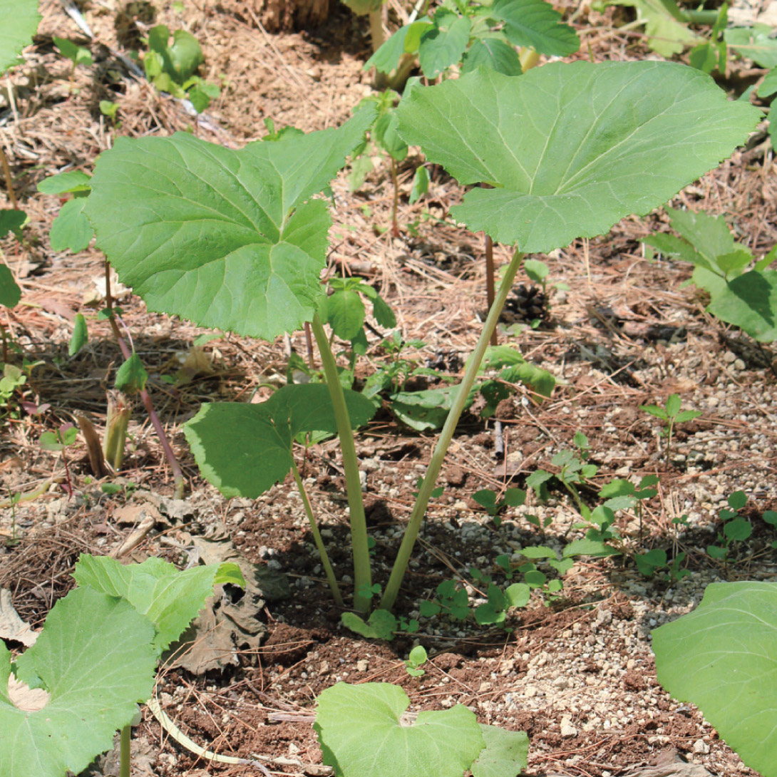 有用植物苗 山菜 山フキ