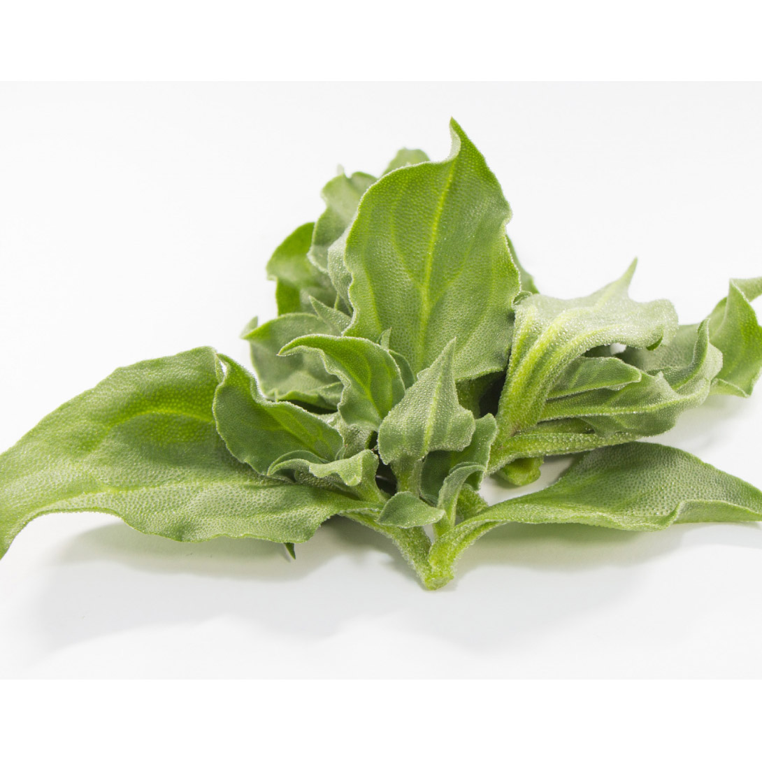 有用植物 山菜苗 アイスプラント