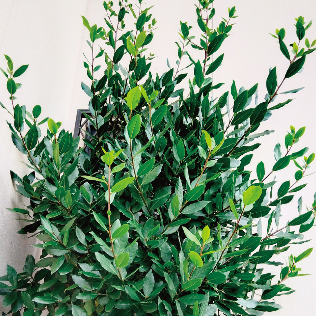 有用植物 ローリエ 月桂樹