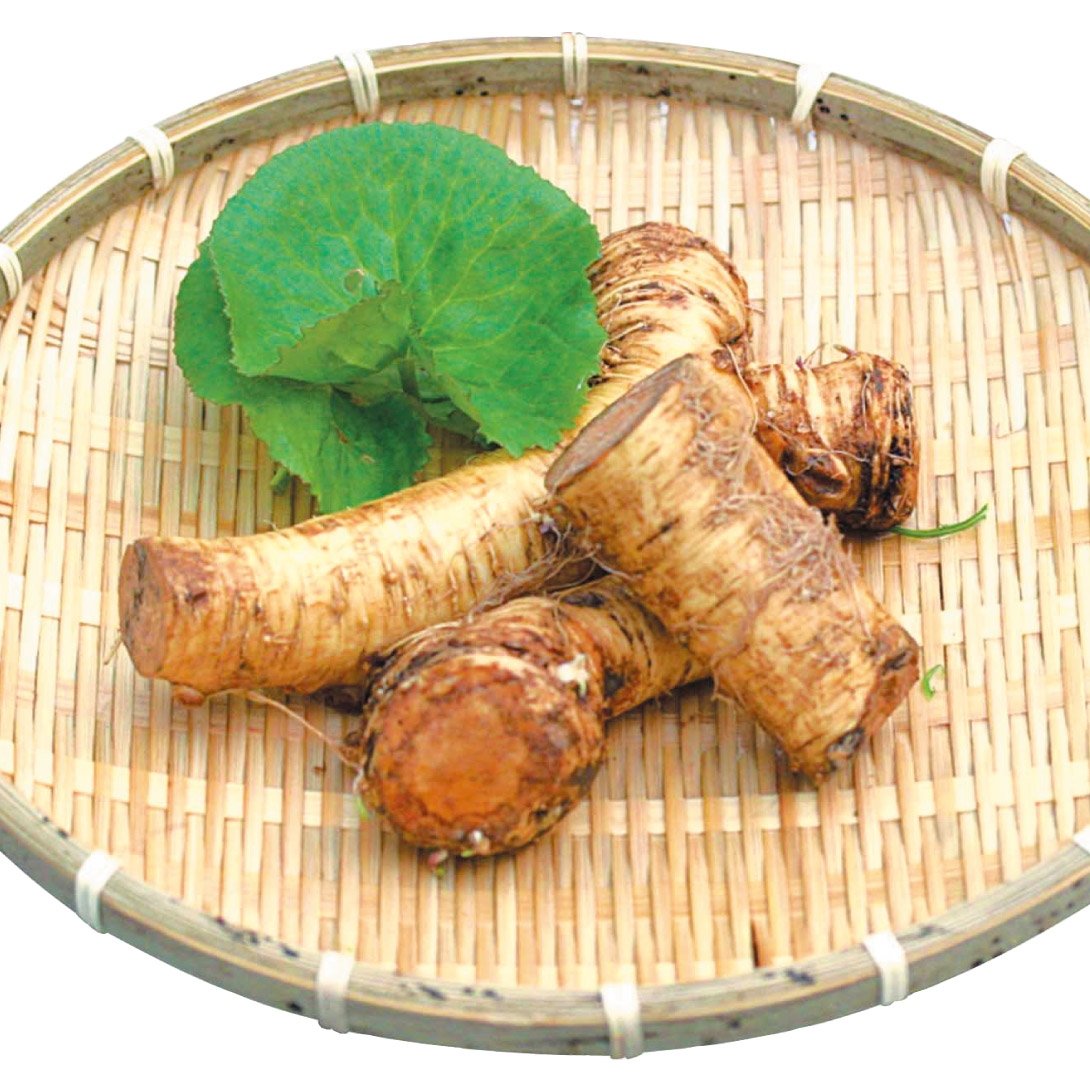 有用植物苗 ワサビダイコン 3株