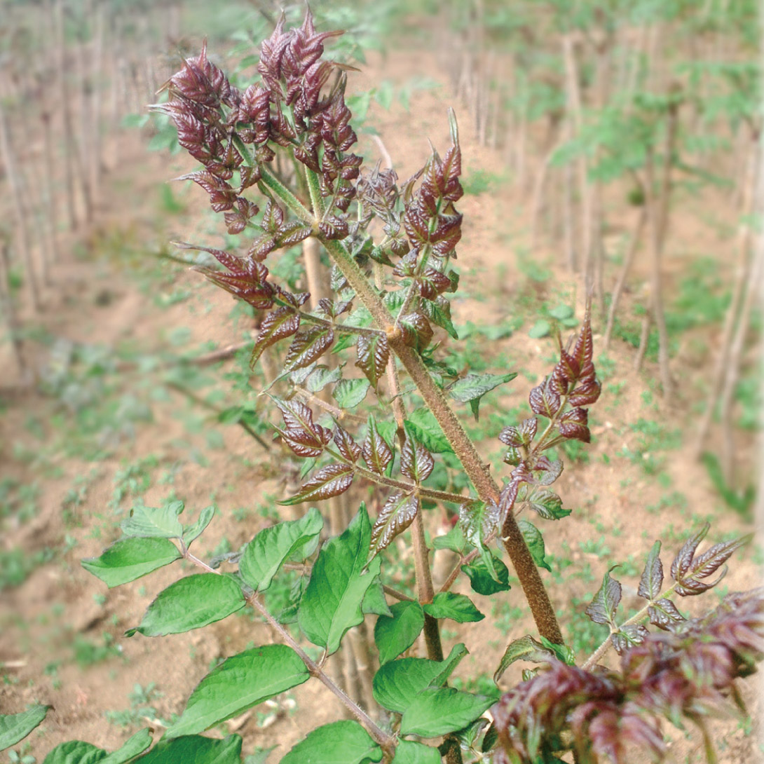 有用植物苗 赤芽タラ 七島タラの木 1株