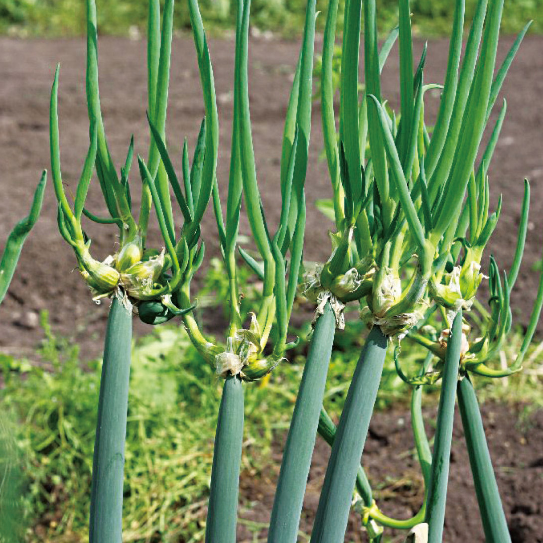 有用植物苗 やぐらネギ 8株