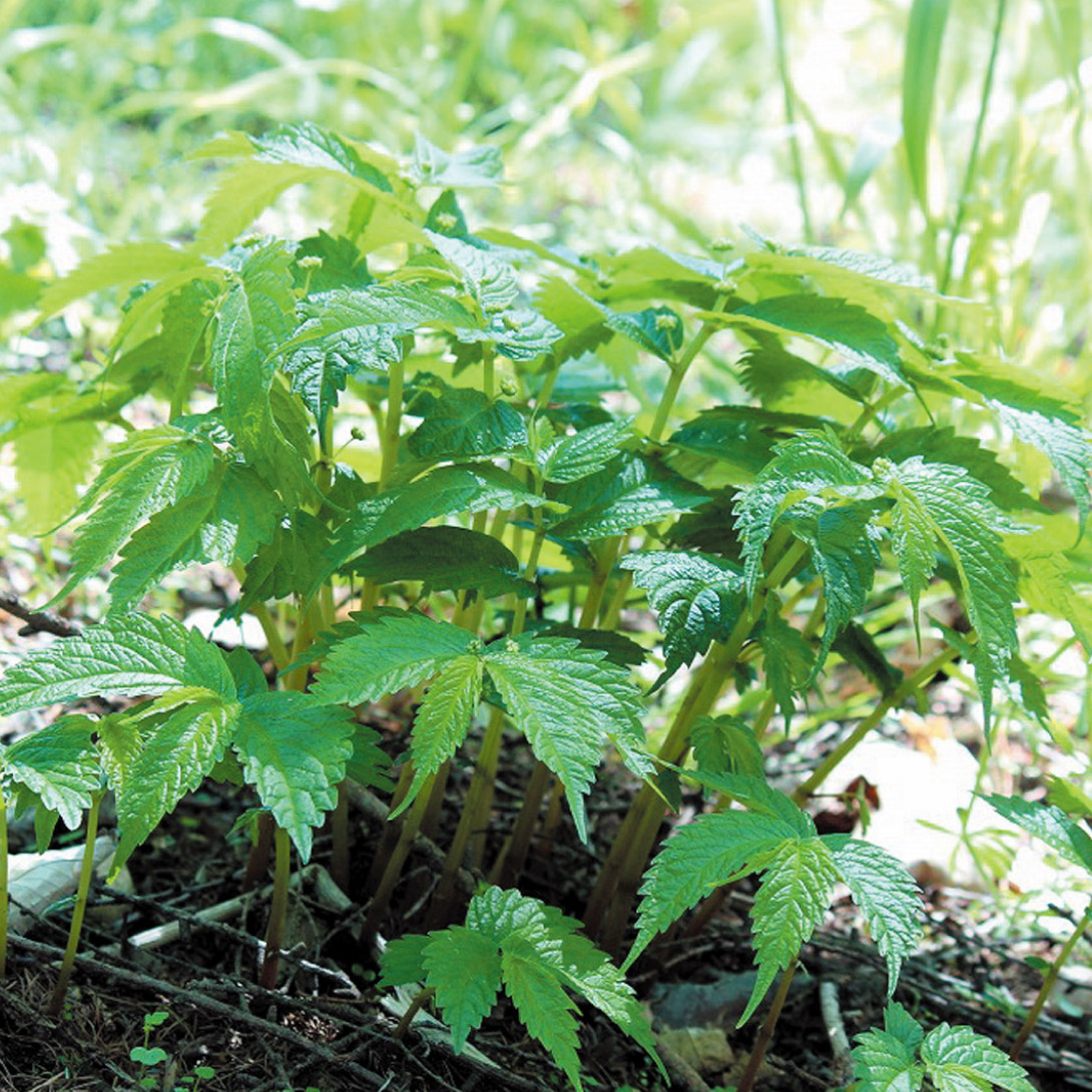 有用植物苗 ウワバミソウ（別名：ミズ） 3株