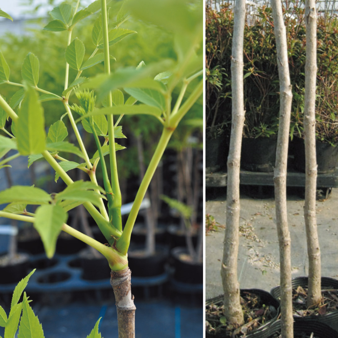 有用植物 山菜苗 トゲなしタラの木 1株