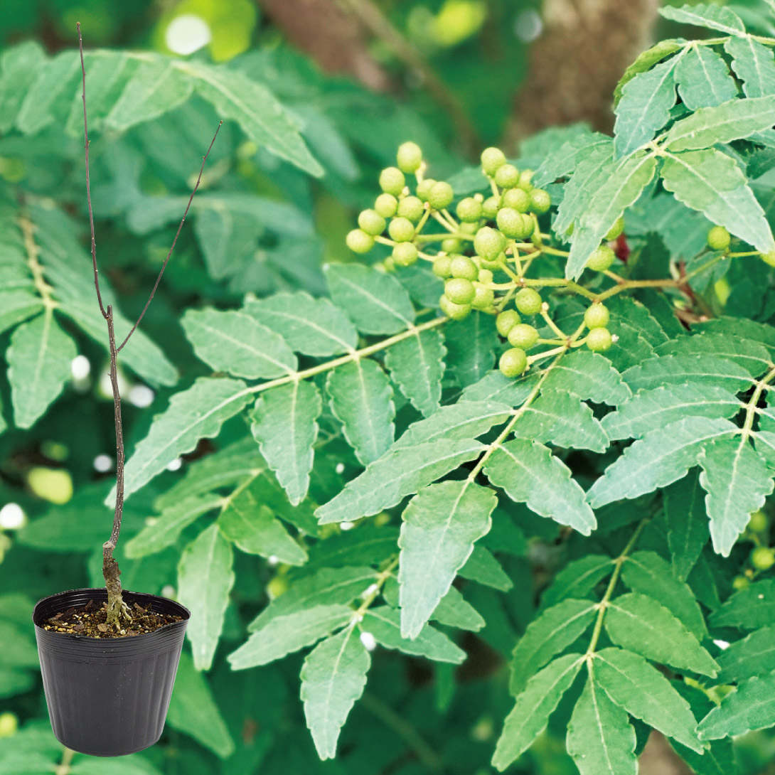 有用植物 山椒苗 朝倉実サンショウ 1株 送料無料