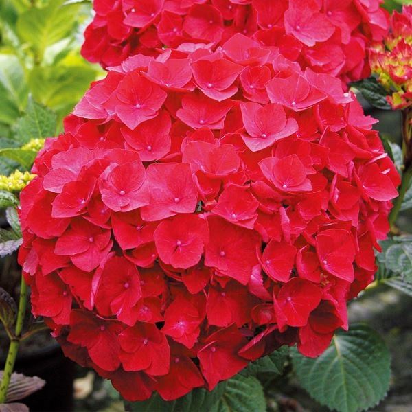 花木苗 アジサイ マジカルルビーレッドPVP外 1株