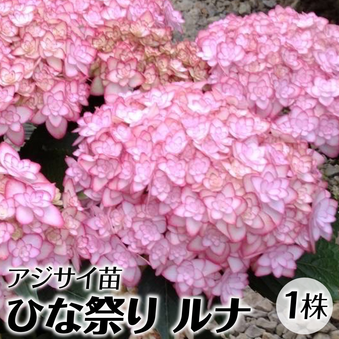 花木苗 アジサイ ひな祭りルナ 1株