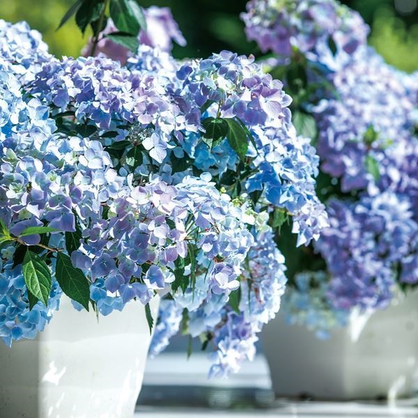 花木苗 アジサイ ラグランジア(R) クリスタルヴェール2 1株 （品種登録出願中）