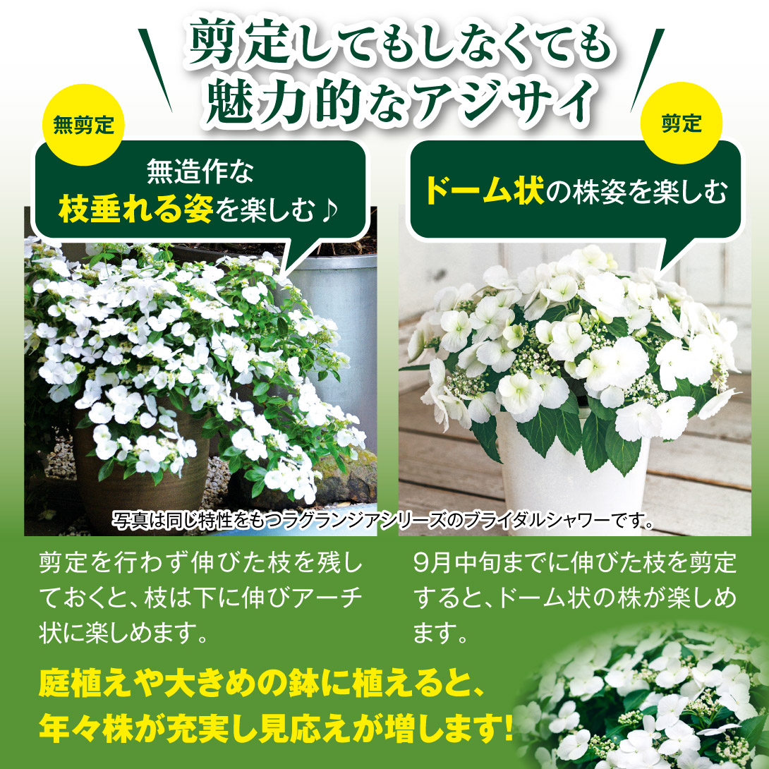 クリスタルヴェール 剪定