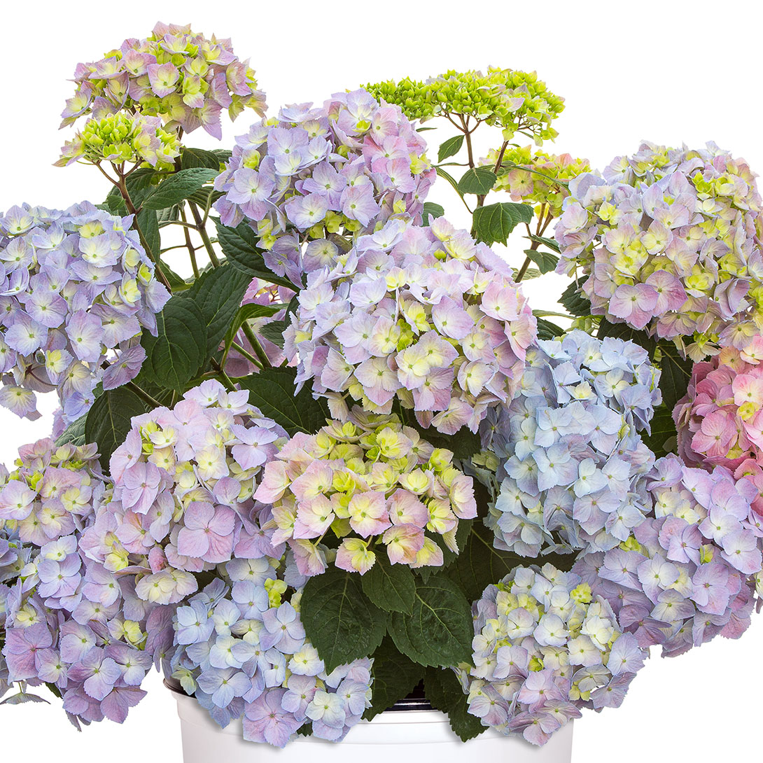 花木苗 アジサイ サマーメドレー ペールシャボン 1株 （品種登録出願中）
