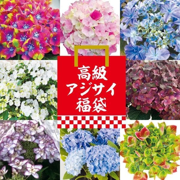 花木苗 アジサイ 高級アジサイ福袋 送料無料