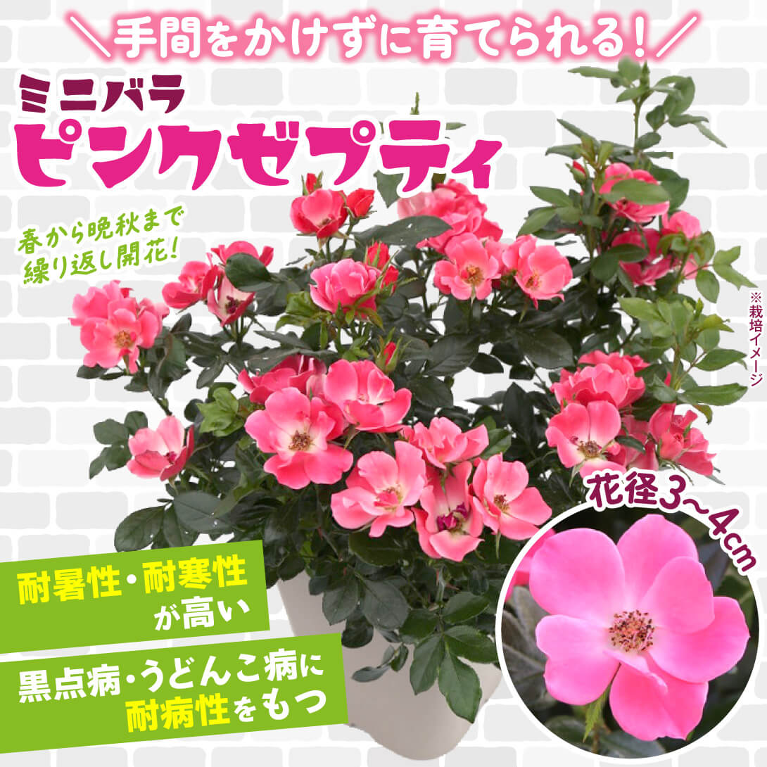 国華園オンラインショップ / バラ苗 ミニバラ ピンクゼプティ 1株