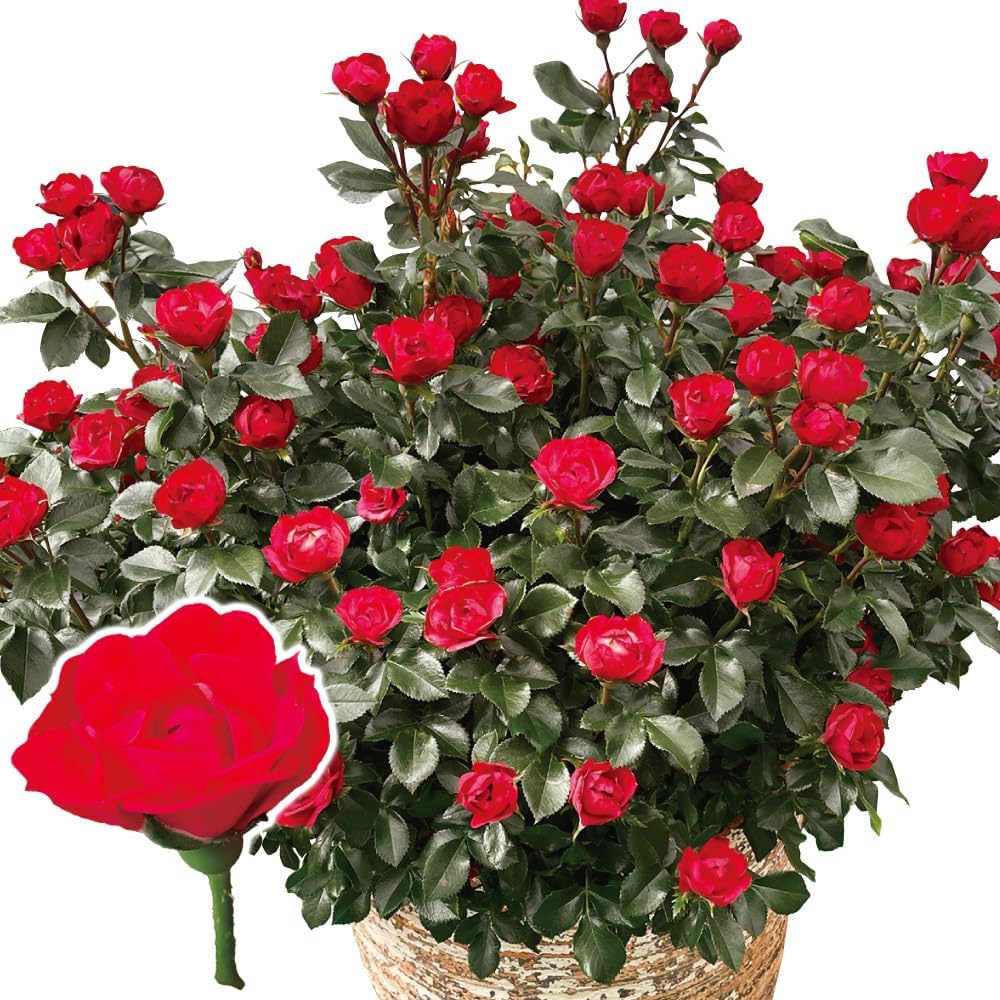 バラ苗 四季咲き性 ゼプティPVP 1株