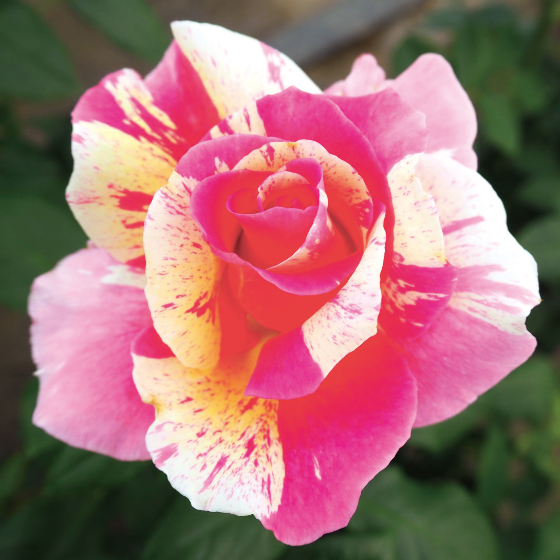 バラ苗 四季咲大輪 クロードモネ 1株