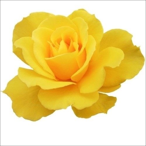 バラ苗 四季咲大輪 ヘンリーフォンダ 1株