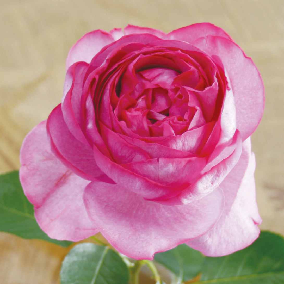 バラ苗 四季咲き大輪 イブピアッチェ 1株