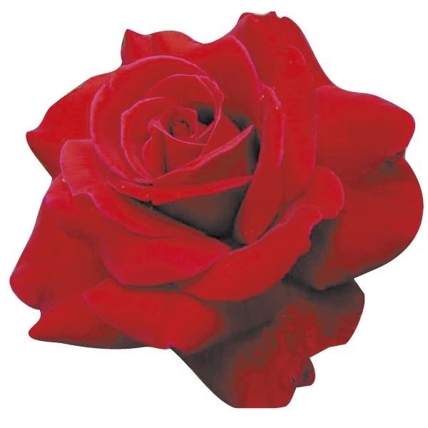 バラ苗 四季咲大輪 ミスターリンカーン 1株