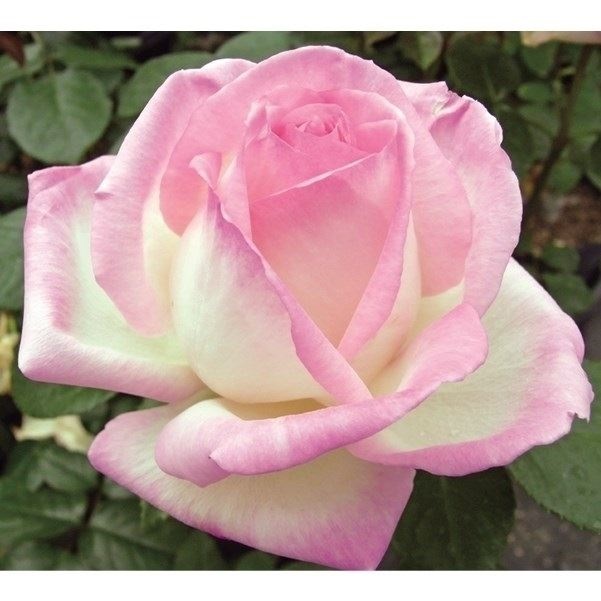 バラ苗 四季咲大輪 プリンセスドゥモナコ 1株