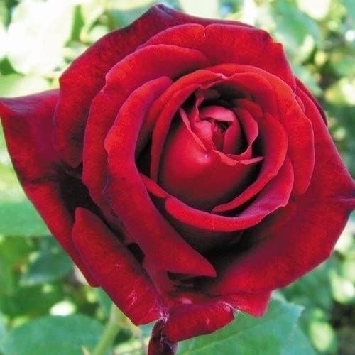 バラ苗 四季咲き大輪 イングリッドバーグマン 1株