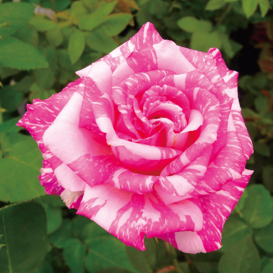 バラ苗 四季咲大輪 モダンタイムズ 1株