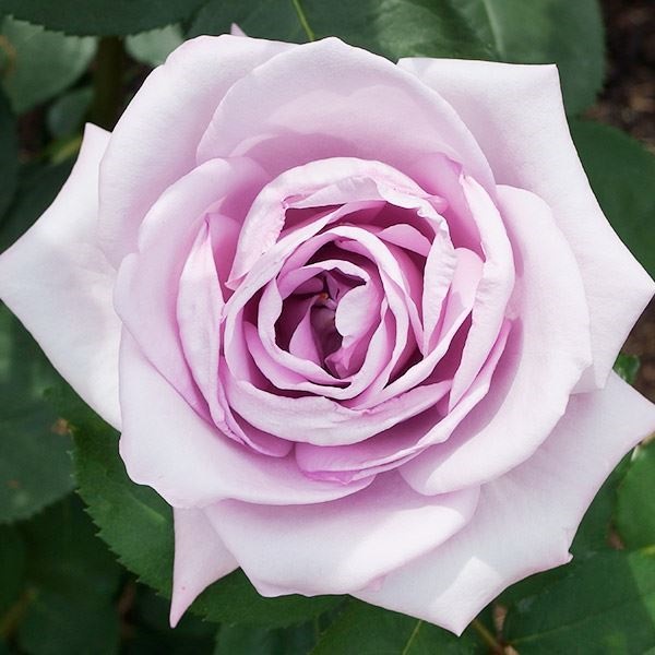 バラ苗 四季咲大輪 ブルームーン 1株