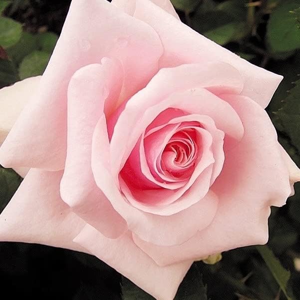 バラ苗 四季咲き大輪 オードリーヘップバーン 1株