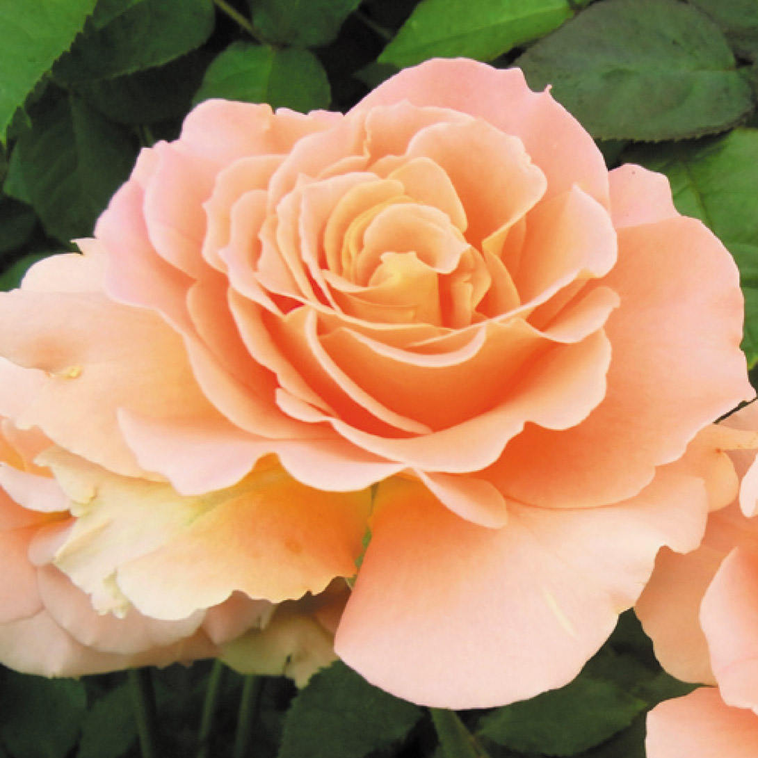 バラ苗 四季咲き大輪系 アウグスタ ルイーゼ 1株