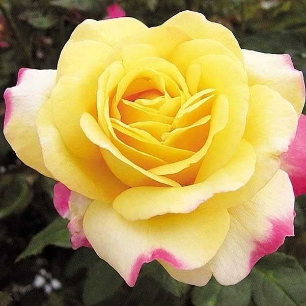 バラ苗 四季咲き大輪 キッスオブフロリア 1株