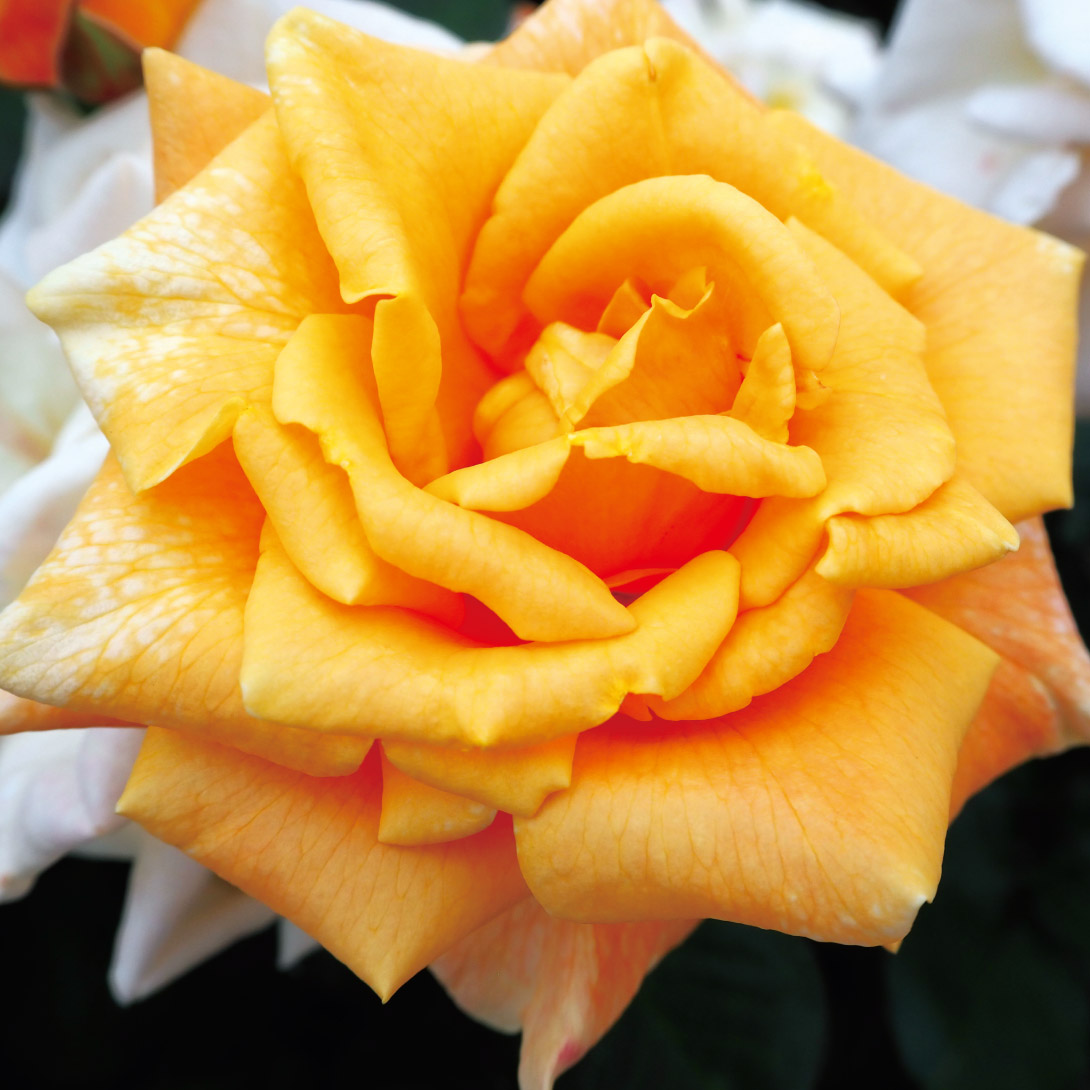 バラ苗 四季咲大輪 サンブライト 1株