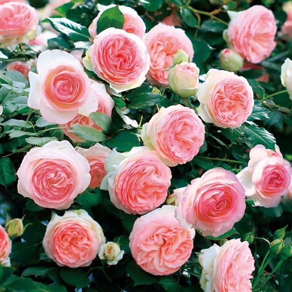 バラ苗 つるバラ ピエールドゥロンサールR 1株