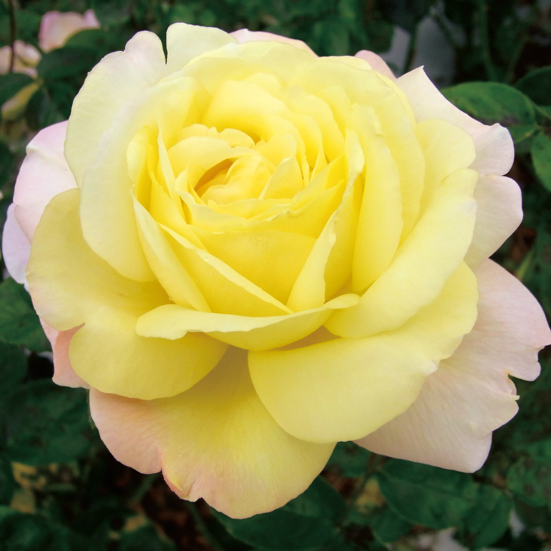 バラ苗 つるバラ つるピース 1株