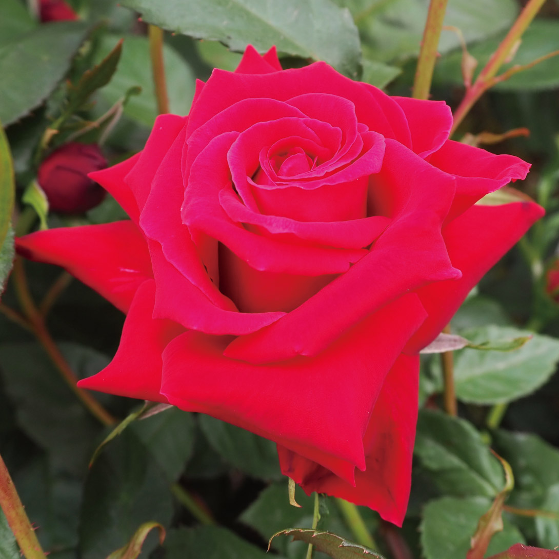 バラ苗 つるバラ アンクルウォルター 1株