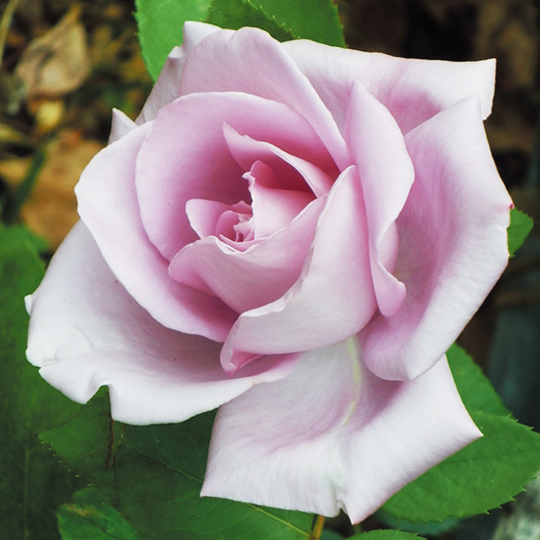 バラ苗 つるバラ つるブルームーン 1株