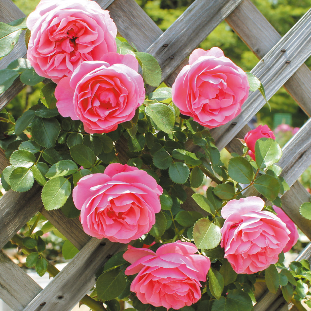 バラ苗 つるバラ レオナルド ダ ヴィンチ 1株