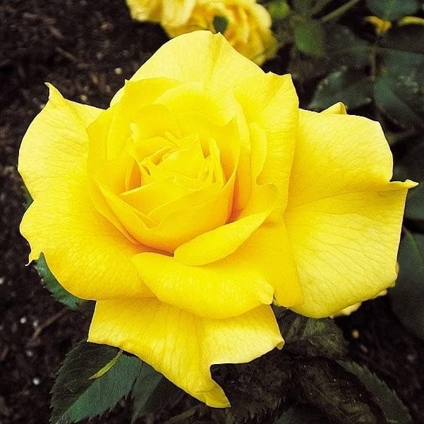 バラ苗 四季咲き中輪 フリージア 1株