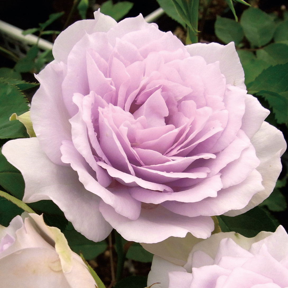 バラ苗 四季咲中輪 ブルーミスト 1株