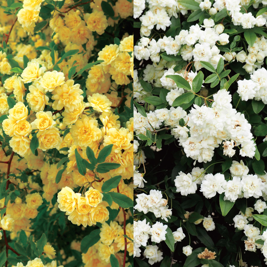 バラ苗 モッコウバラセット 2種2株