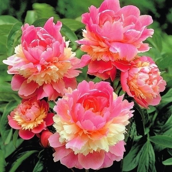 花木苗 芍薬 ソルベット 1株