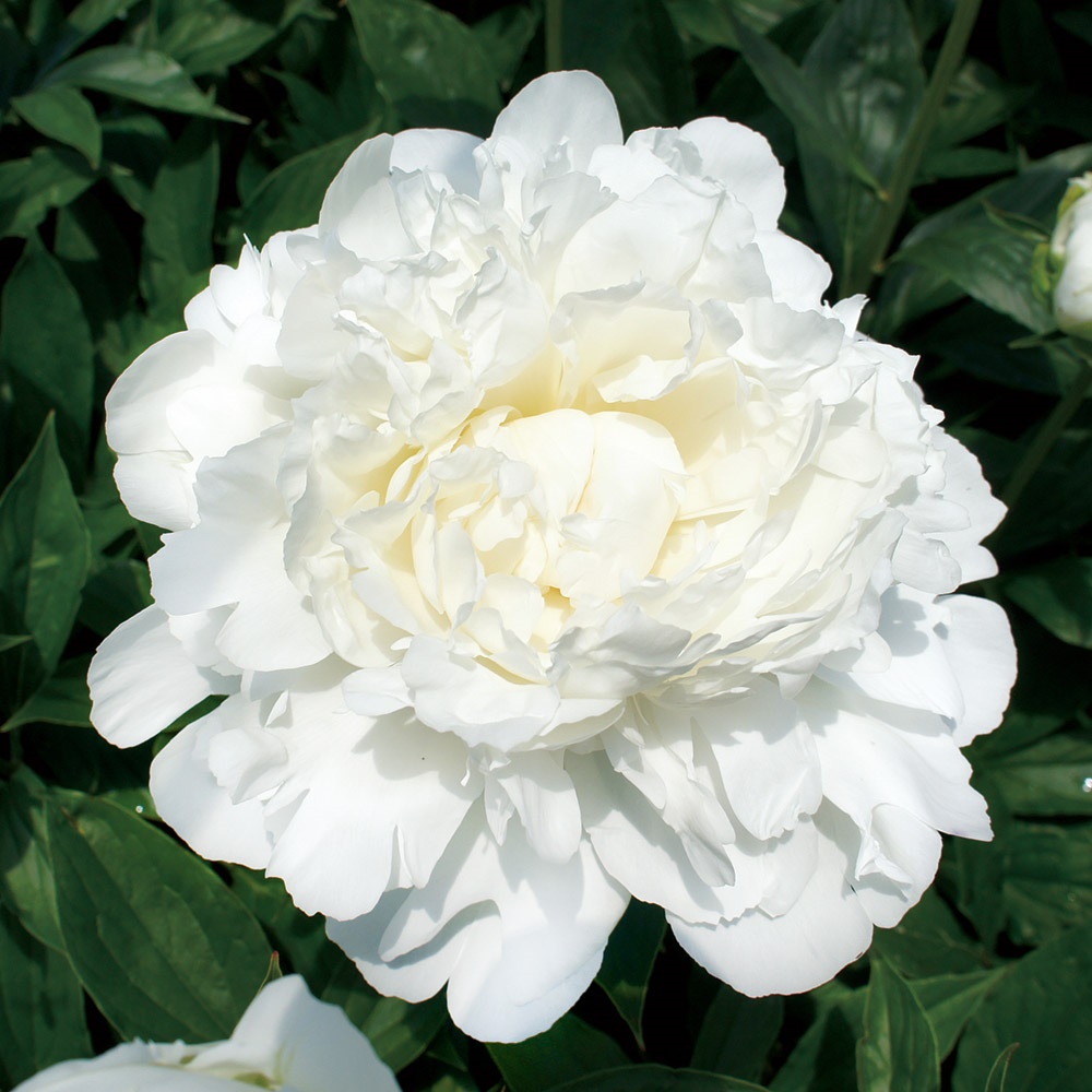 花木苗 芍薬 白雪姫 1株