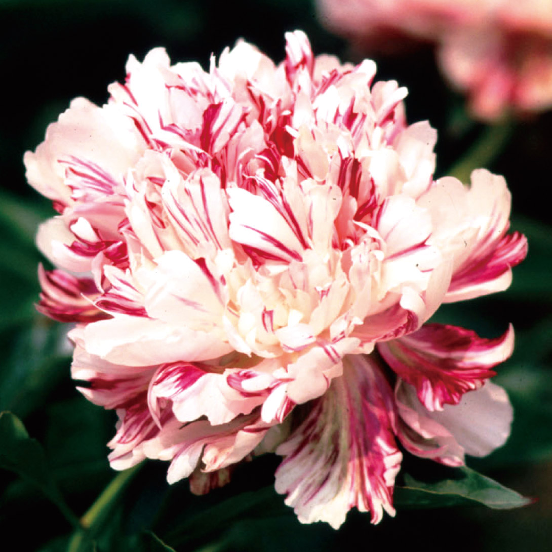 花木苗 芍薬 麒麟丸 1株