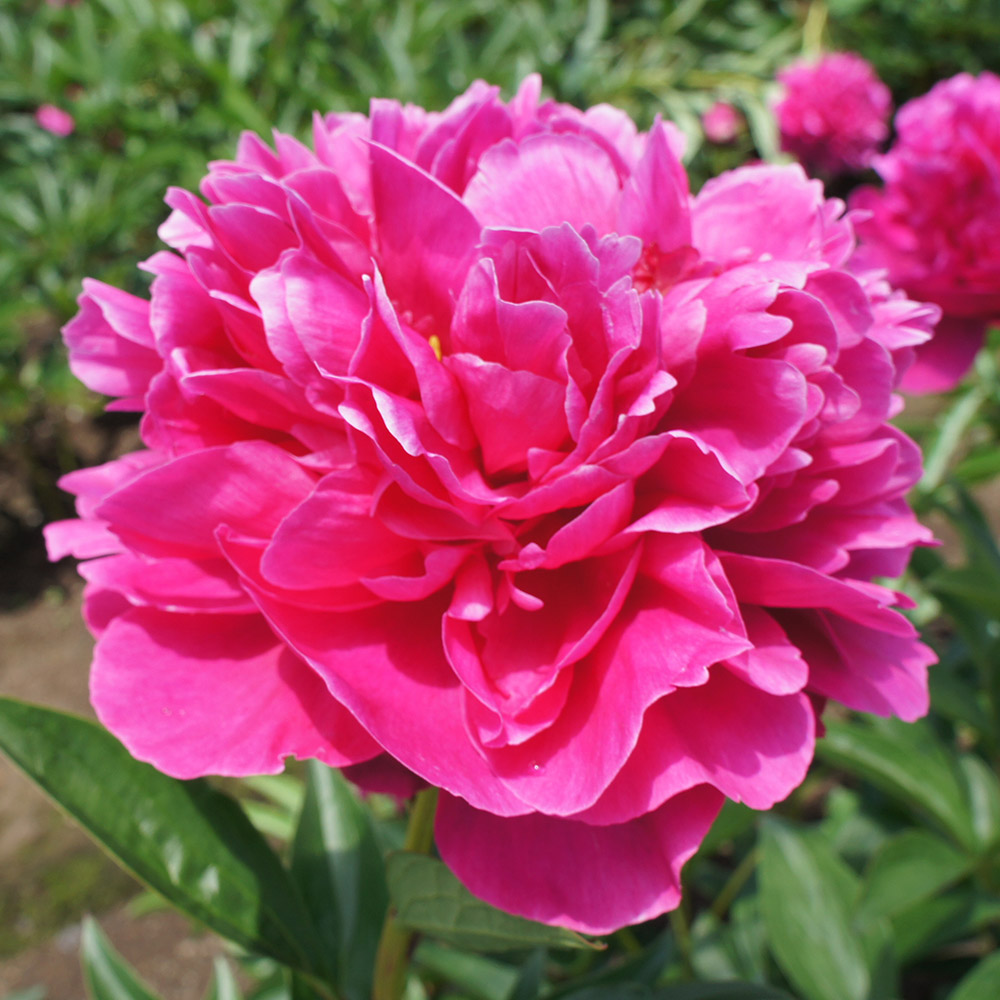 花木苗 芍薬 小島の輝 1株