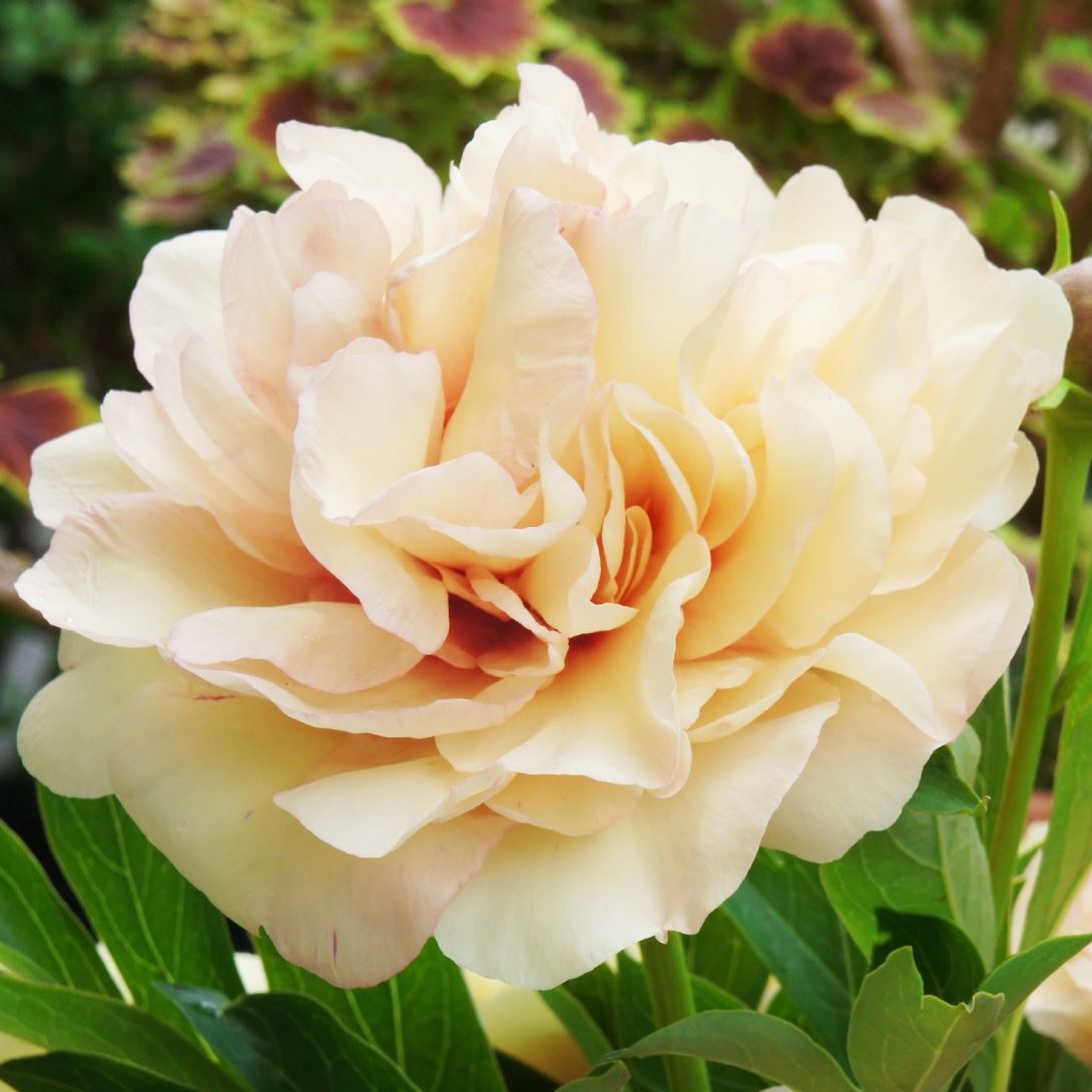 花木苗 芍薬 ハイブリッドシャクヤク カナリーブリリアント 1株